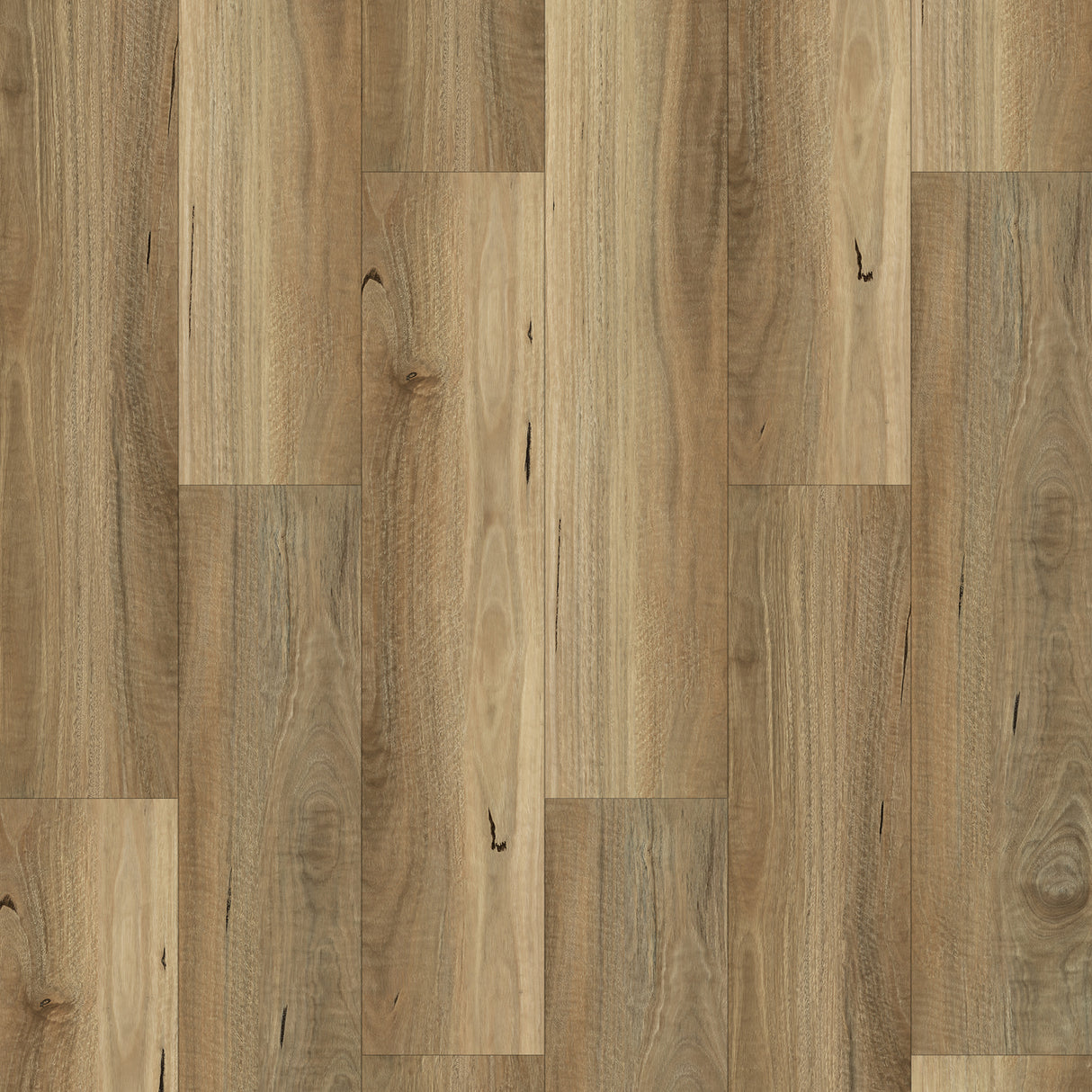 SPOTTED GUM HYBRID - TP11462