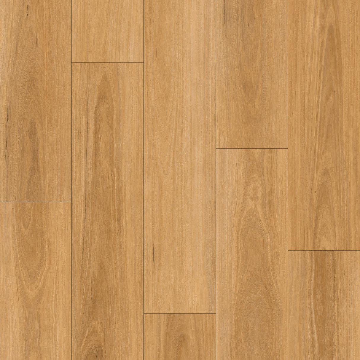 BLACKBUTT HYBRID - TP11792