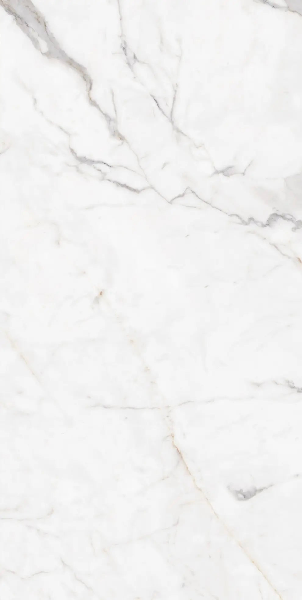 WHITE JADE GLOSS 750x1500